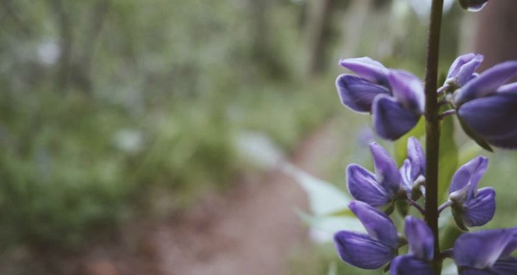 Everything in Bloom Everything in Bloom