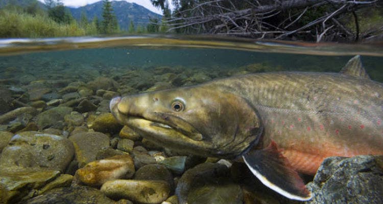 5257590881_39a64a3056_o_opt Photo by USFWS / Flickr