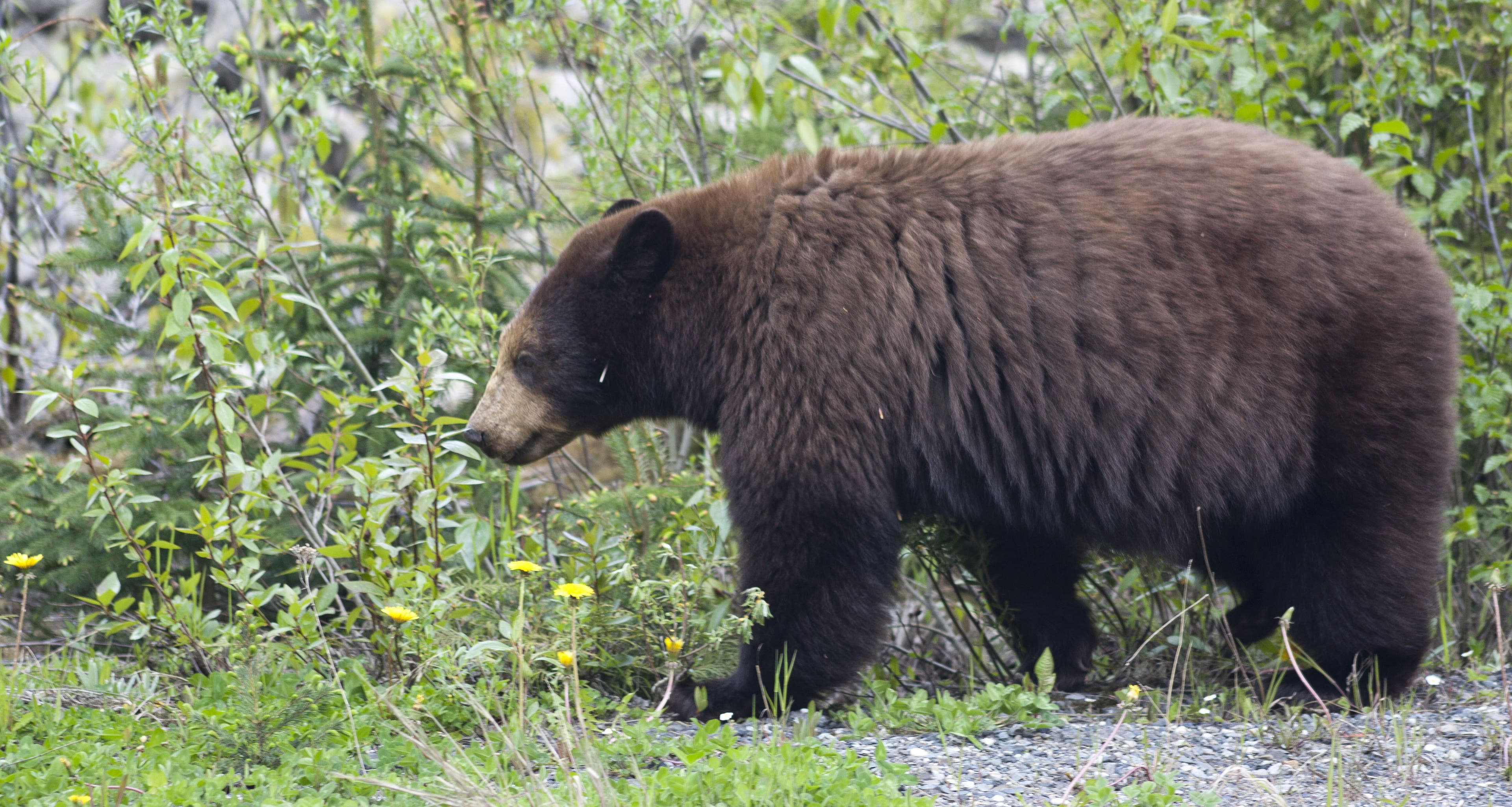 Black Bear- Rapid River Black Bear- Rapid River