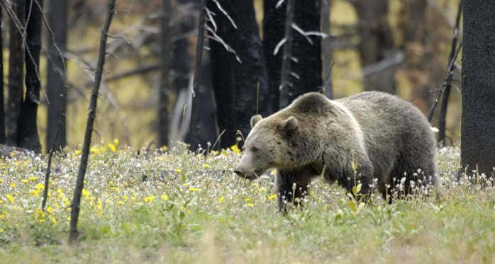 Grizzly Bear - Northwest Peak Grizzly Bear - Northwest Peak