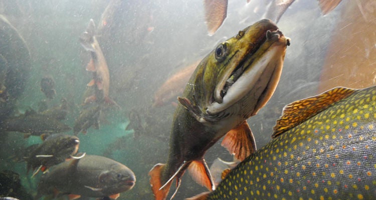 "Have the Best Backcountry Dinner"