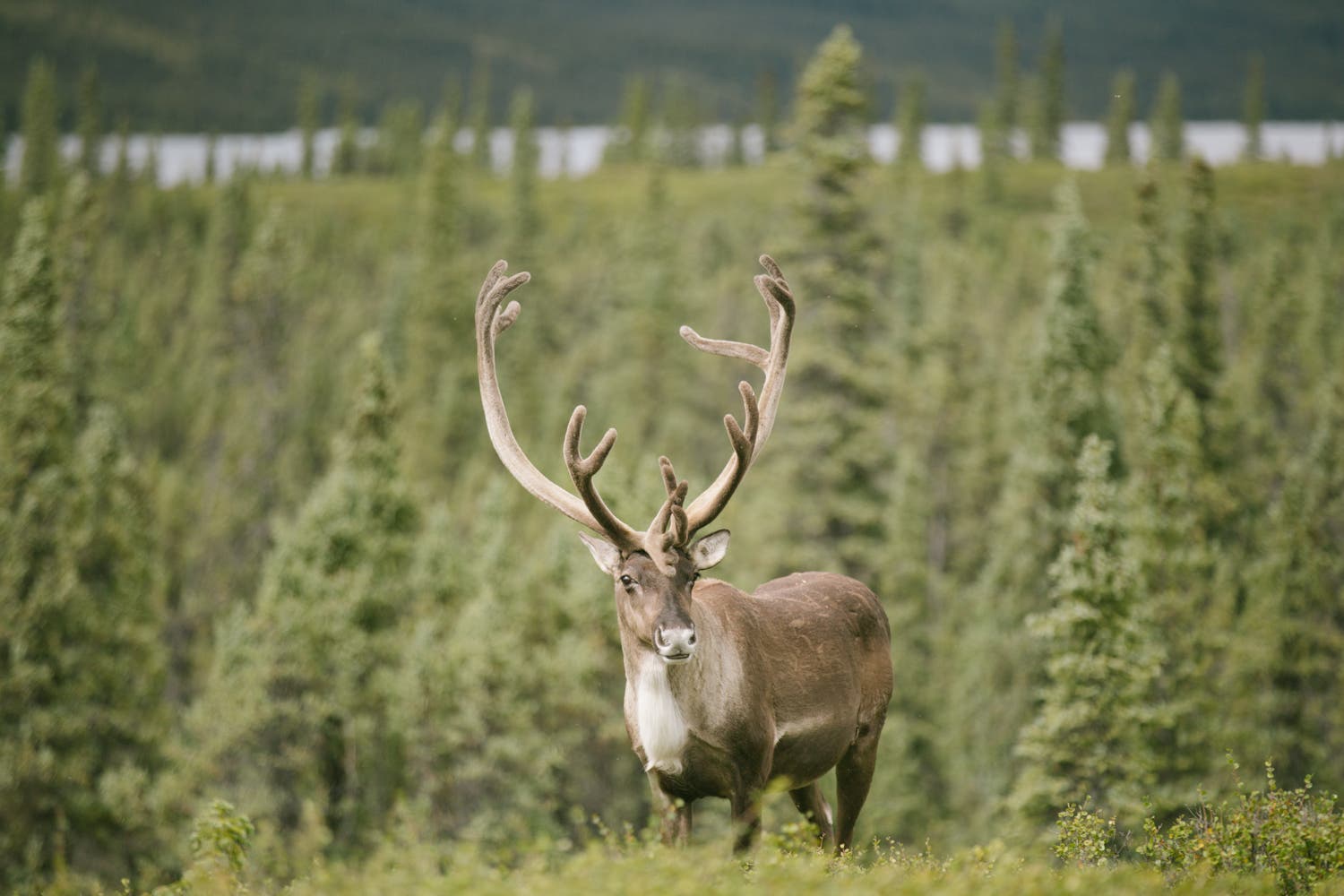 Denali National Park: The Residents