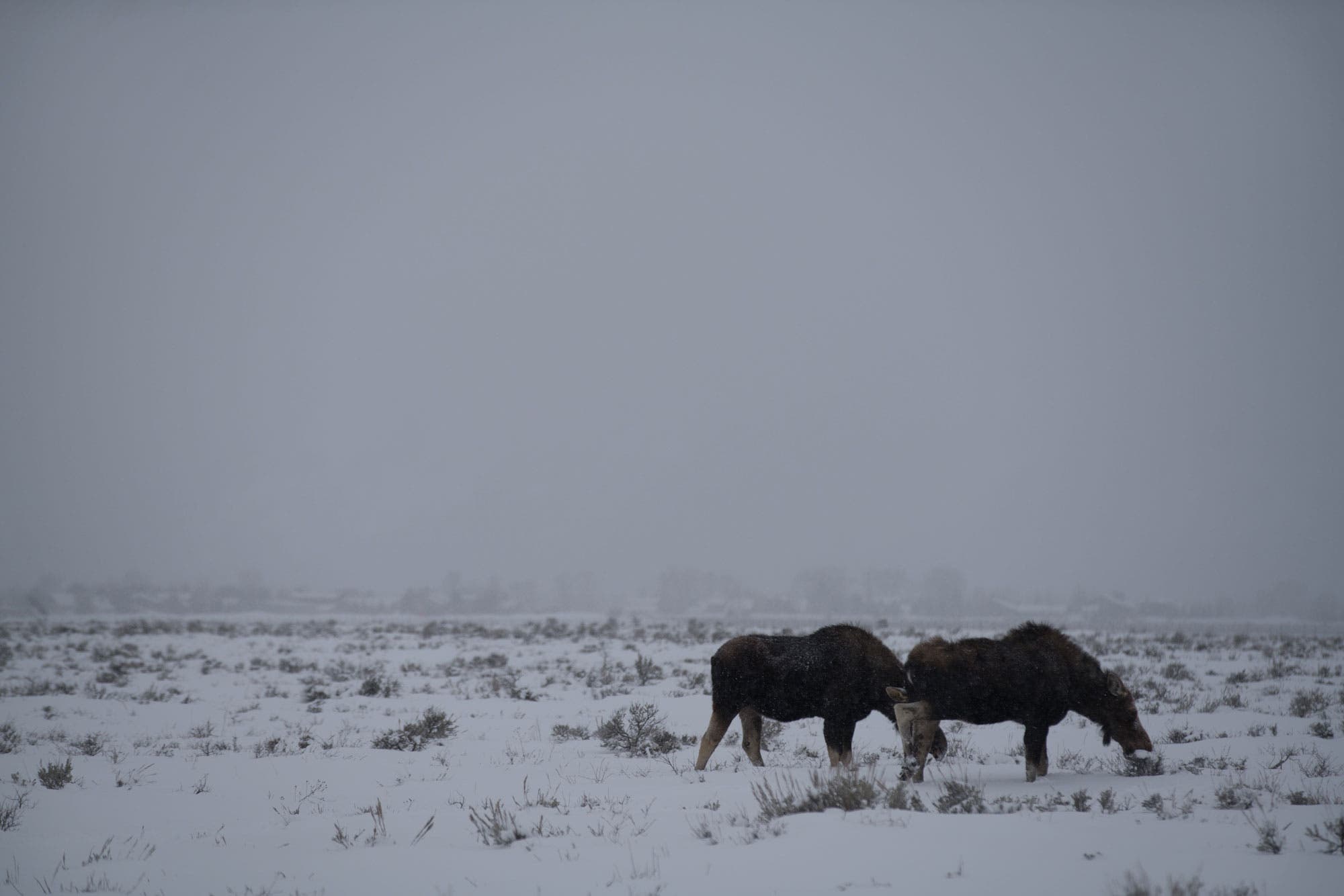 Grand Teton National Park