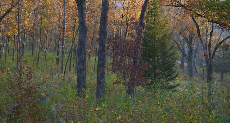 Along the Ice Age Trail - Cross Plains WI Ilona L/flickr