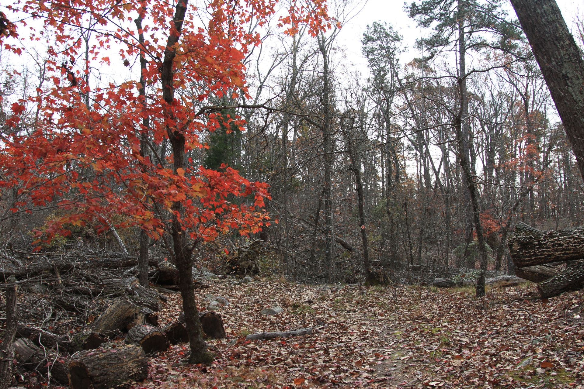 The fall colors don't disappoint