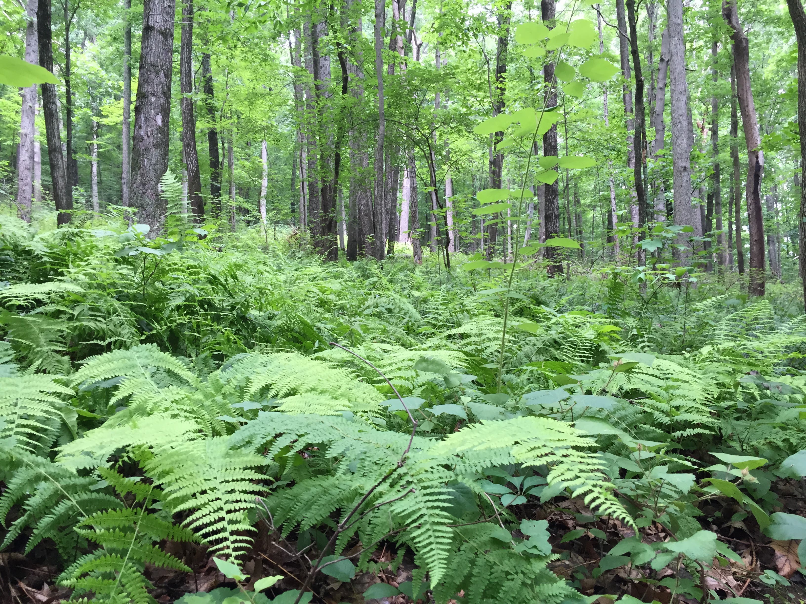 White Trail Loop, Rocks State Park (MD) [Photo by Matt Mills]