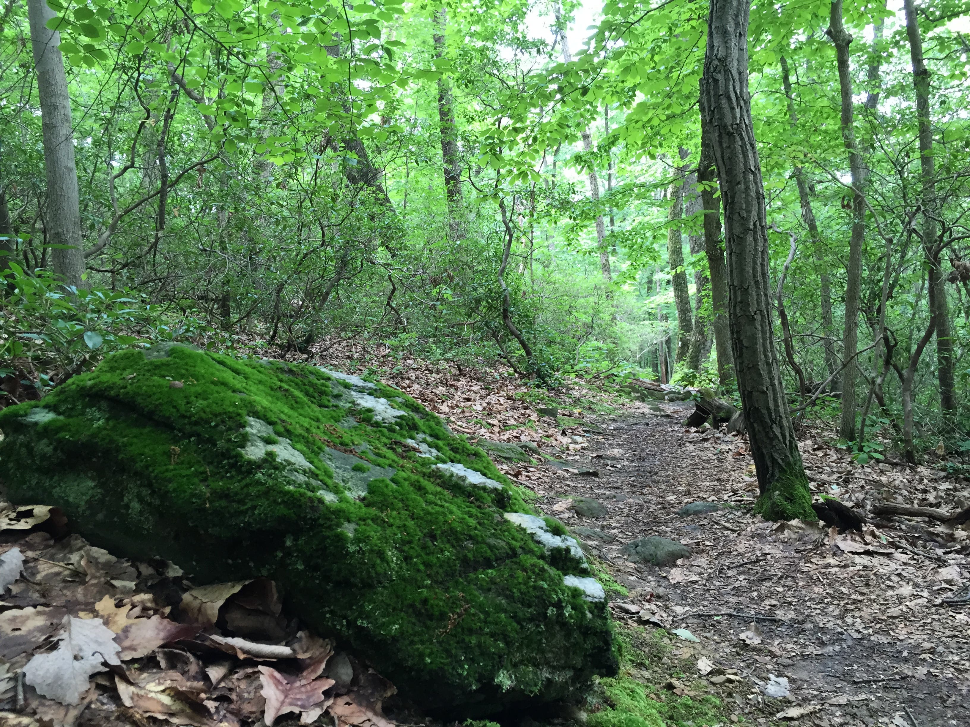 White Trail Loop, Rocks State Park (MD) [Photo by Matt Mills]
