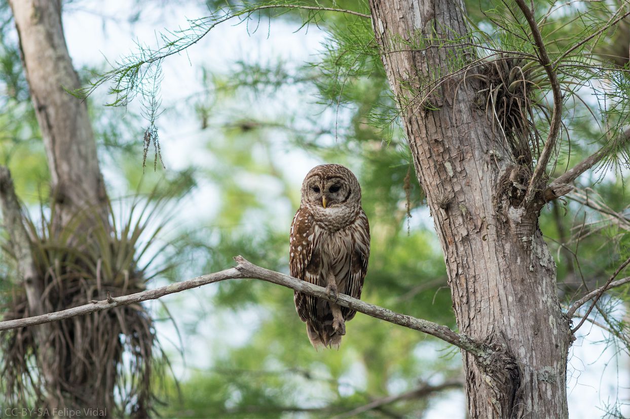 "Barred Owl"