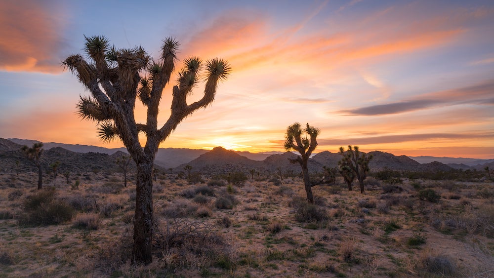 The Ultimate 64-hour Getaway: Hike The Oases Of Joshua Tree National Park