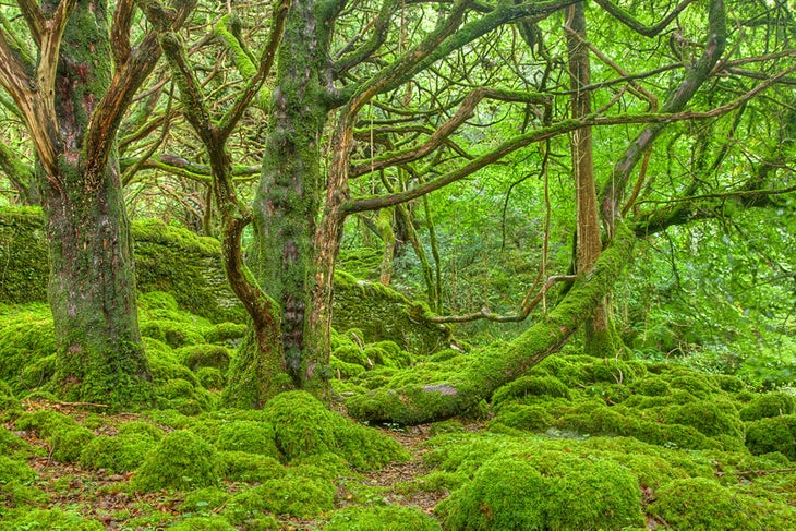 "moss"