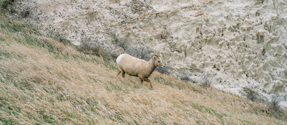 _DSC8291_animal None