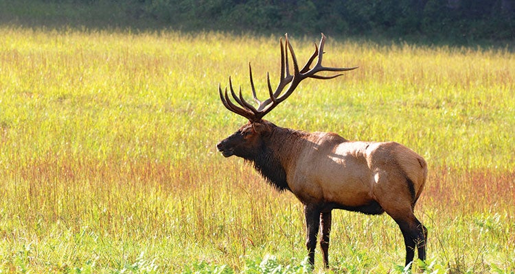 "Elk in Cataloochee Valley"