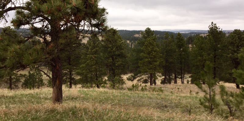 RapidCity_Lisa_Blogs_BlackHills_Scenic None