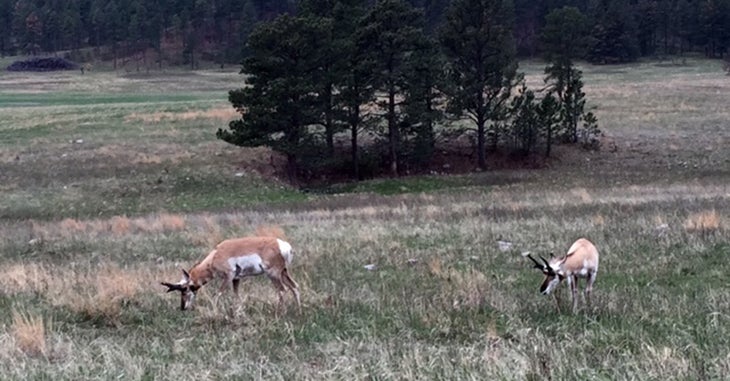 RapidCity_Lisa_Blogs_Custer_Antelope_1 None