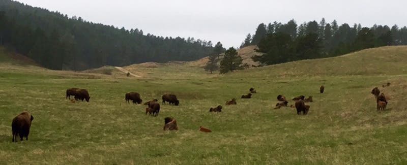 RapidCity_Lisa_Blogs_Custer_Bison_1 None