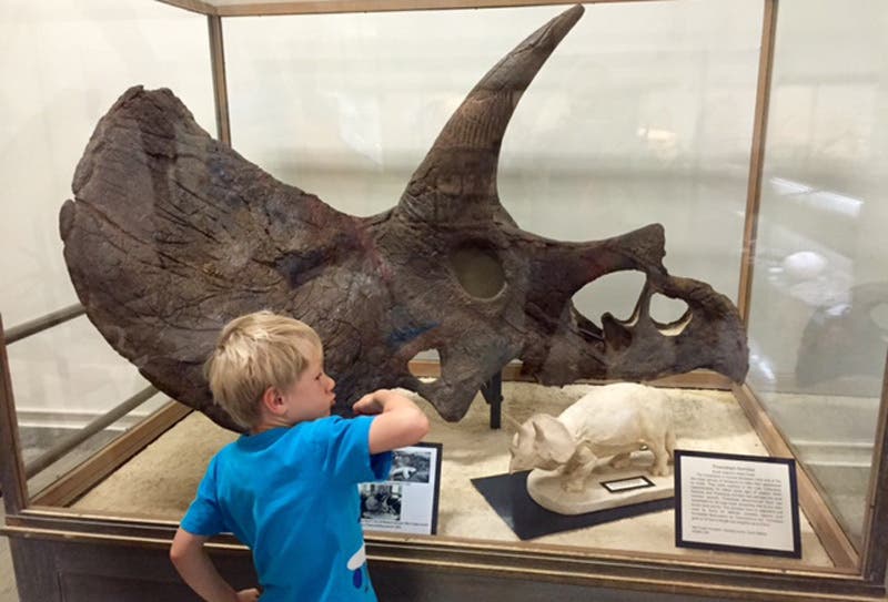 RapidCity_Lisa_Blogs_GeologyMuseum_triceratops None