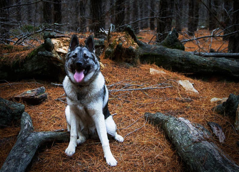 best outdoor dog breeds norwegian elkhound