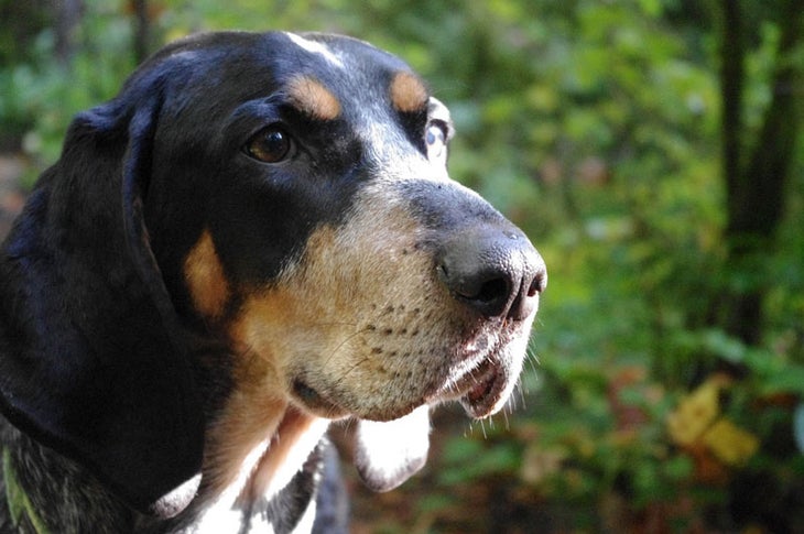 10. Bluetick Coonhound Bluetick Coonhound