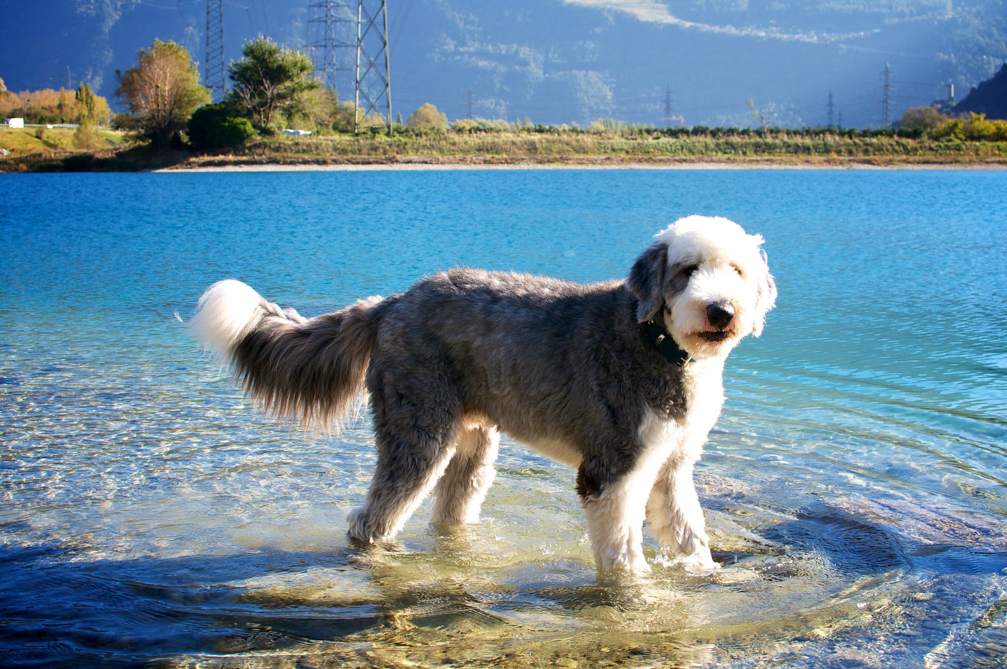 Old English Sheepdog