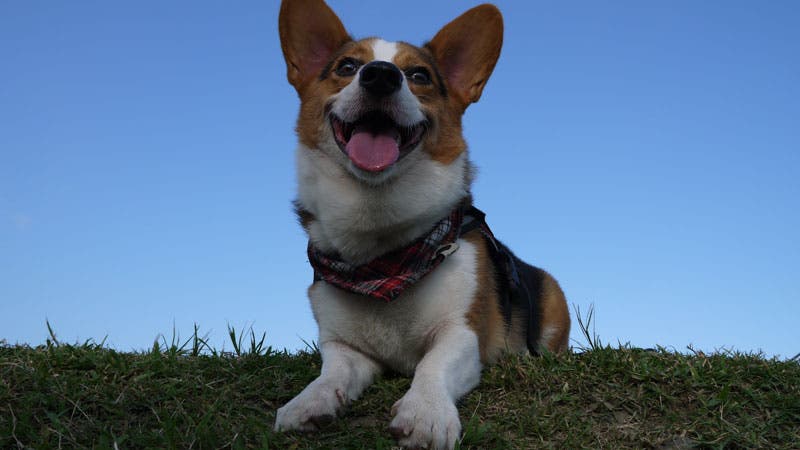 Corgi