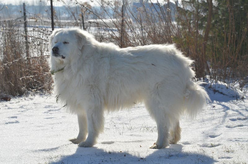 4. Great Pyrenees Great Pyrenees
