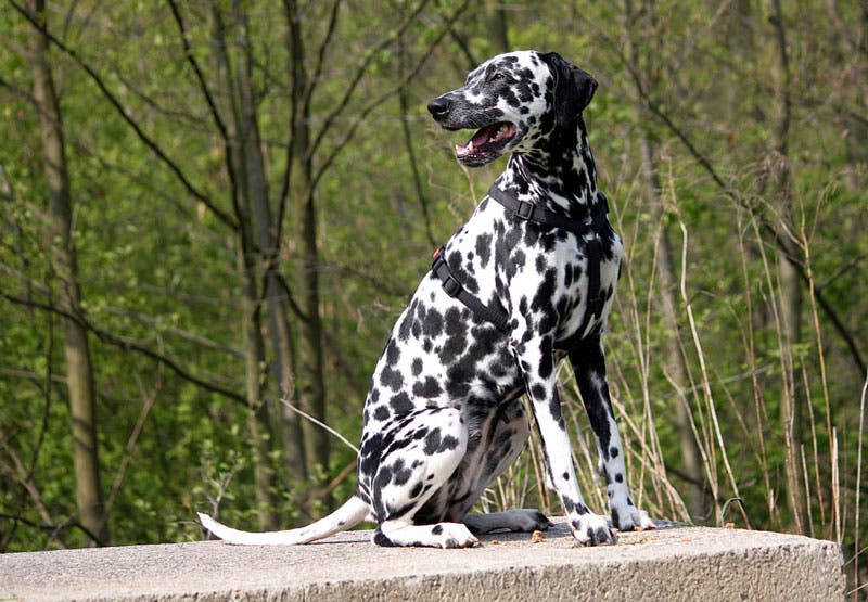 Dalmatian
