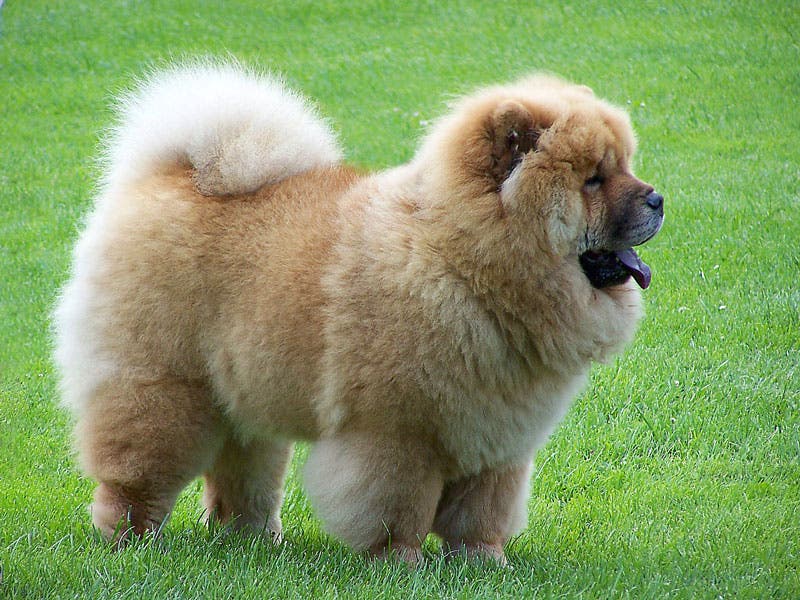 6. Chow Chow Chow Chow