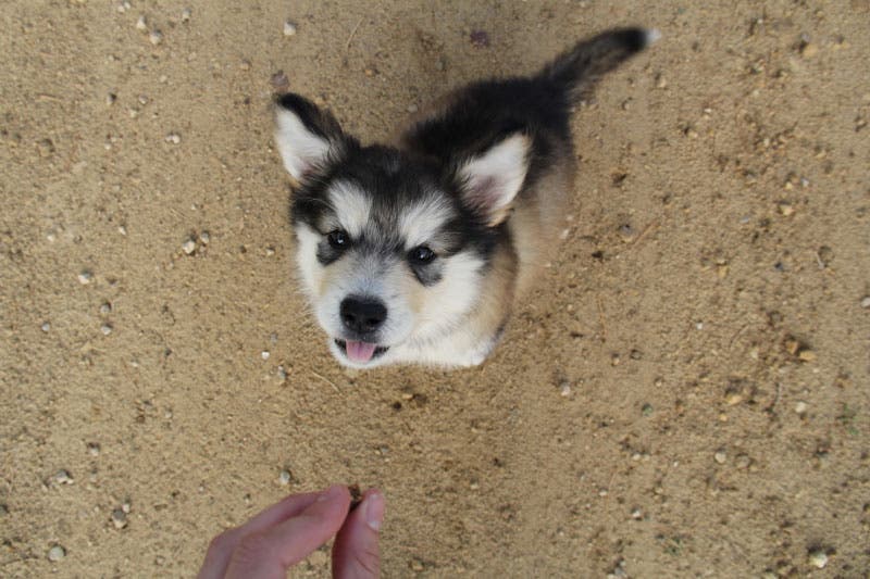 7. Alaskan Malamute Alaskan Malamute