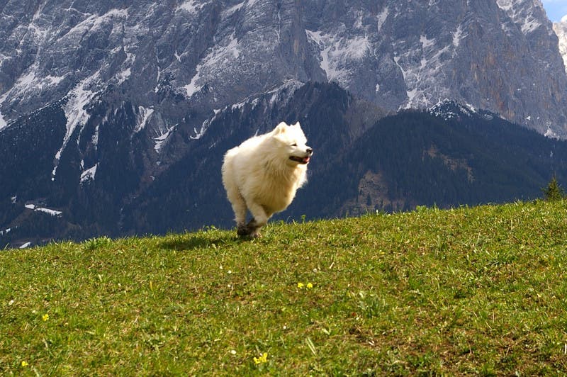 8. Samoyed Hailing from Siberia, hardy Samoyeds were bred to help herd reindeer and pull heavy loads across the tundra. Photo by Stiller…