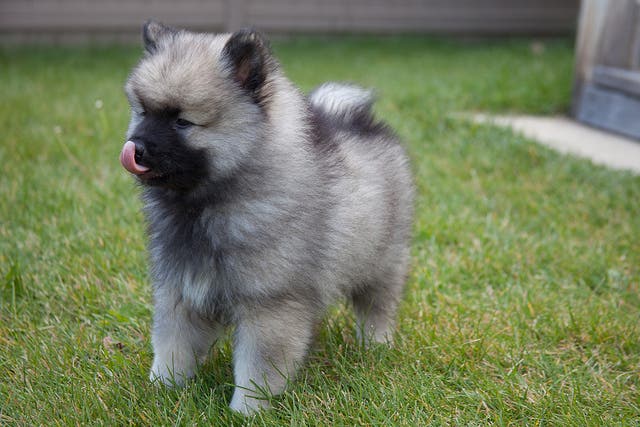9. Keeshond Keeshond