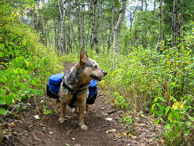 Mccullough hot sale mountain heelers