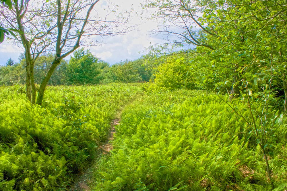 West-Virginia_Flora-and-Fauna_Morgan-Tilton_1 None