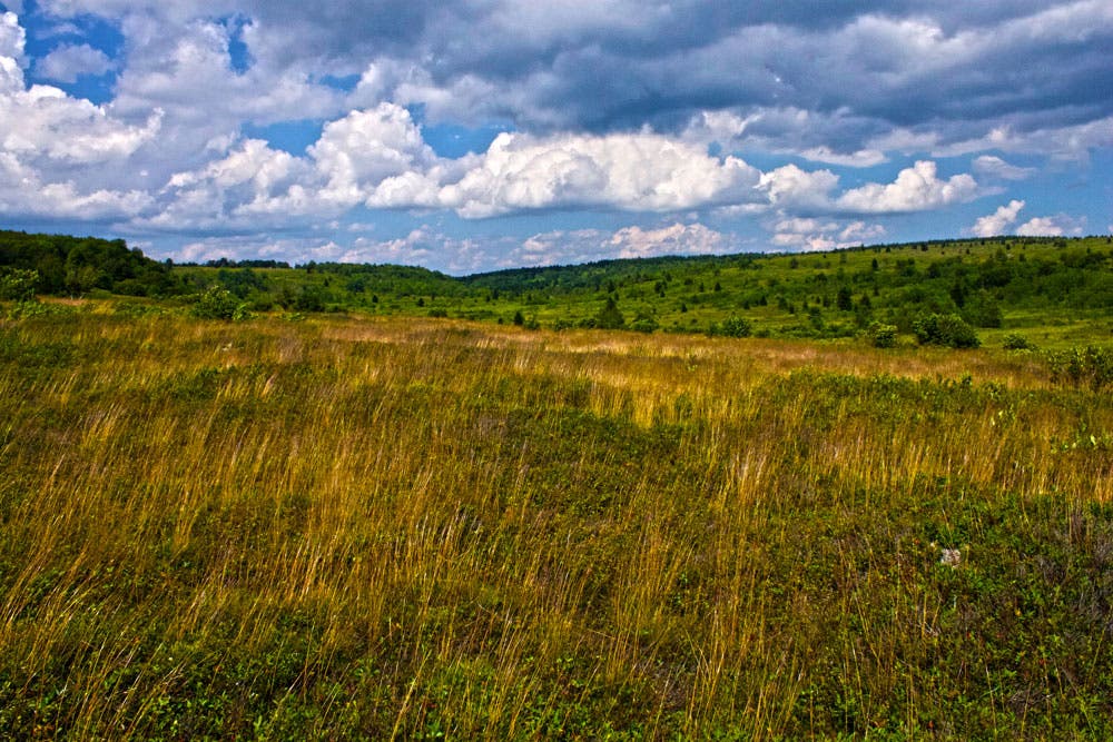 West-Virginia_Flora-and-Fauna_Morgan-Tilton_2 None
