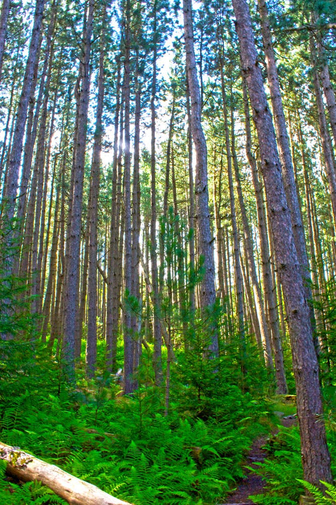 West-Virginia_Flora-and-Fauna_Morgan-Tilton_4 None