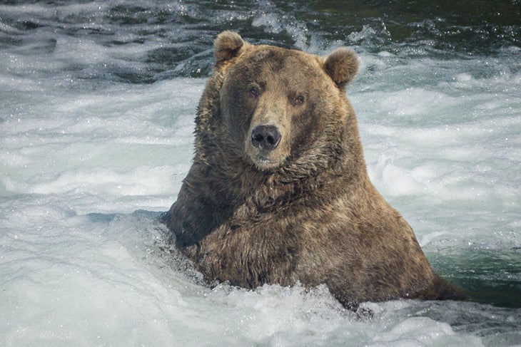 "otis the bear"