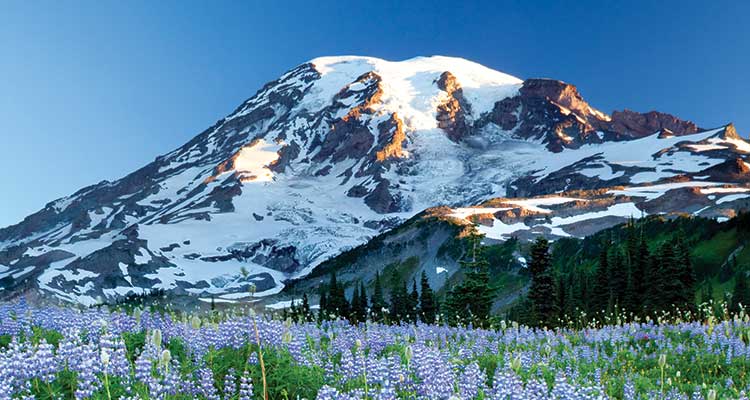 View in August for blooming lupine. Photo by Stephen Matera/ Tandemstock.com