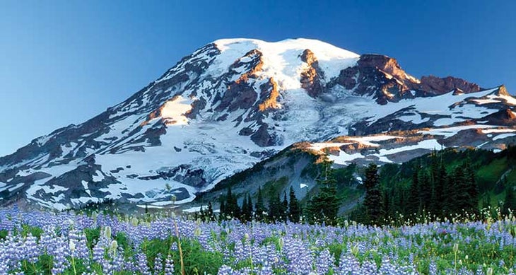 0317feat_firsts_rainiertandem75277910 View in August for blooming lupine. Photo by Stephen Matera/ Tandemstock.com