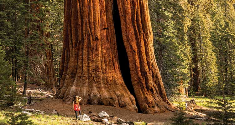 Sequoias aren't just tall. Some are more than 3,000 years old. Photo by Kenton Steryous
