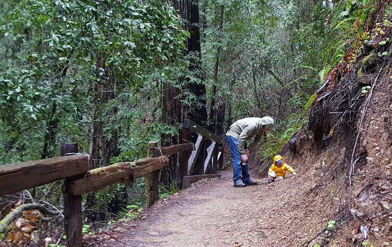 coastal-forest Photo by Adam Roy