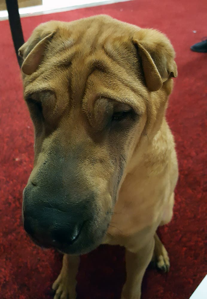 Dogs of Outdoor Retailer None