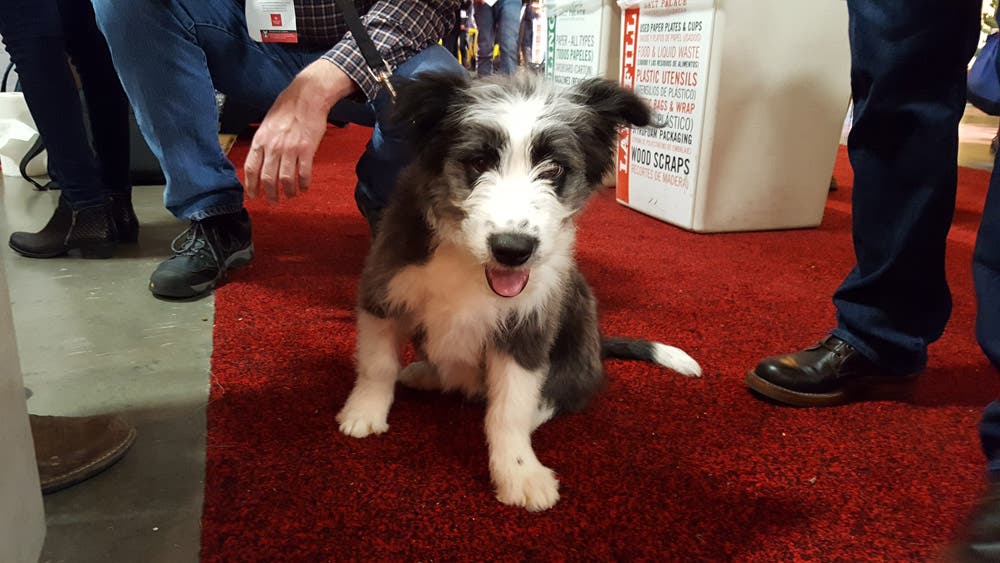 Dogs of Outdoor Retailer None