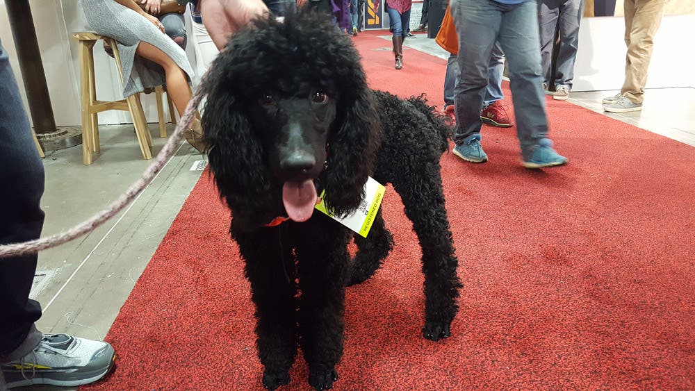 Dogs of Outdoor Retailer None