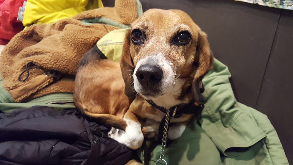 Dogs of Outdoor Retailer: Lilly, Backpacker None