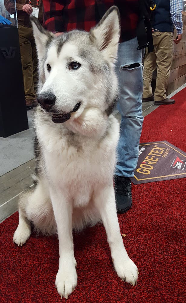 Dogs of Outdoor Retailer: Loki the Wolfdog None