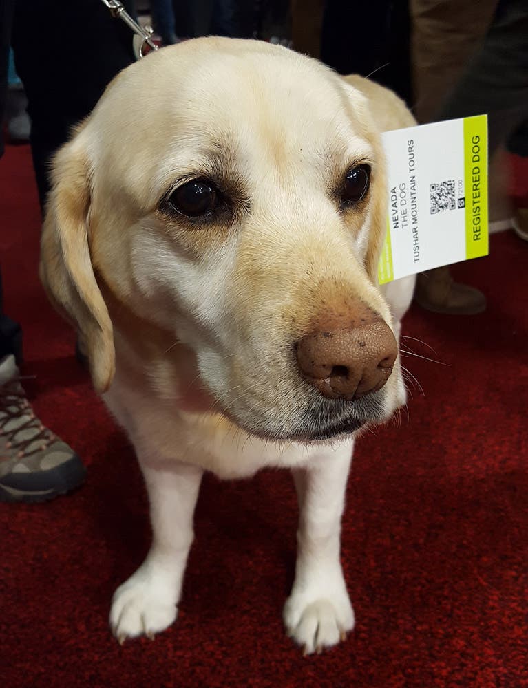 Dogs of Outdoor Retailer: Nevada, Tushar Mountain Tours None