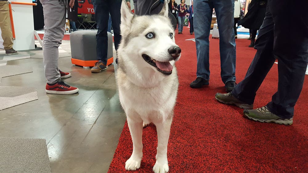 Dogs of Outdoor Retailer: Petzl None