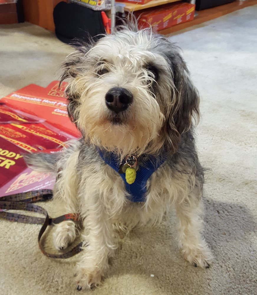 Dogs of Outdoor Retailer: Uinta Brewing Company None