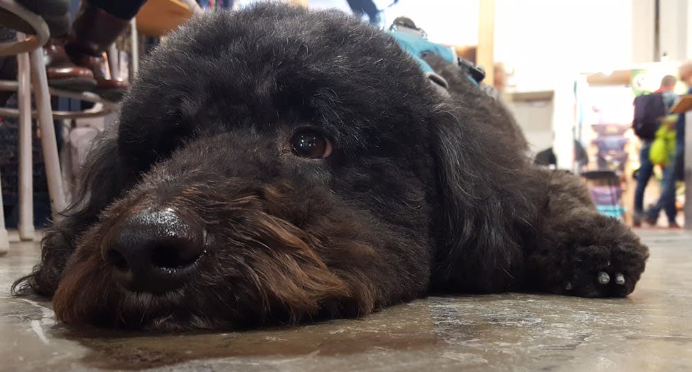 Dogs of Outdoor Retailer None