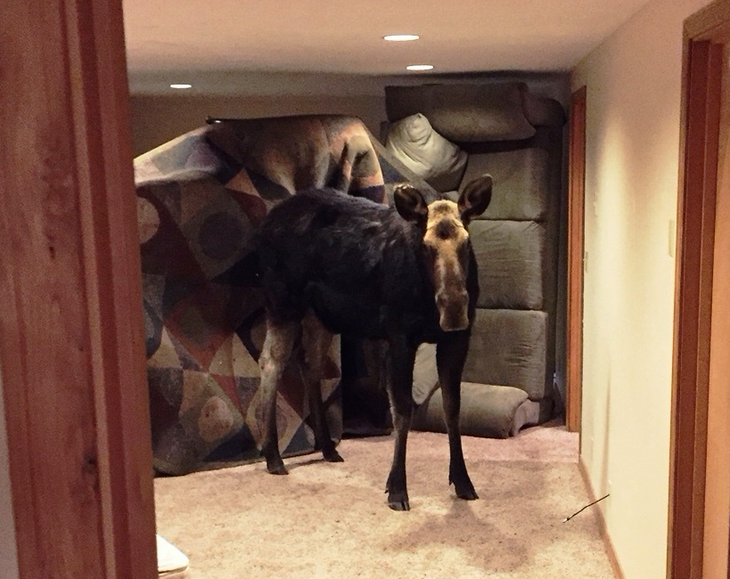 screen-shot-2017-01-30-at-3-21-40-pm moose