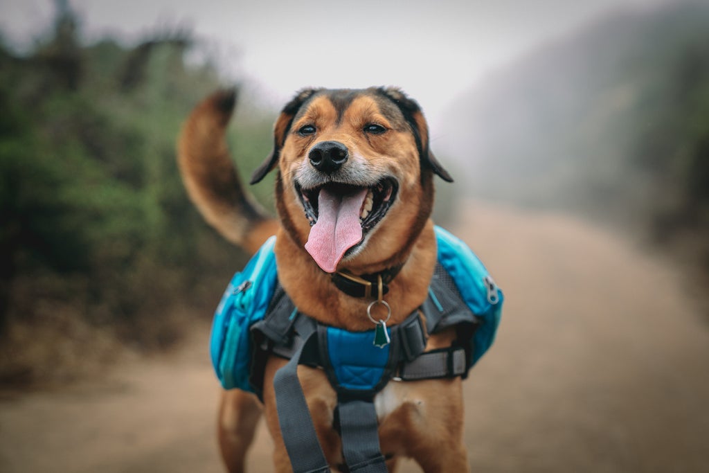 10 Reasons You Should Be Hiking With Your Dog